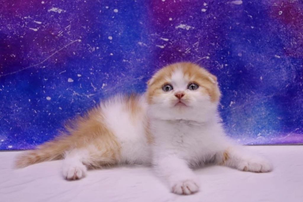 Scottish Fold kitten in California