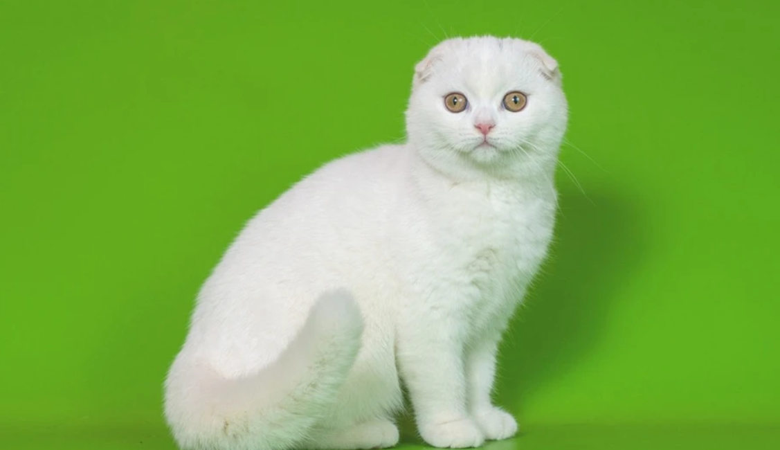 Scottish Fold Kittens: All You Need to Know