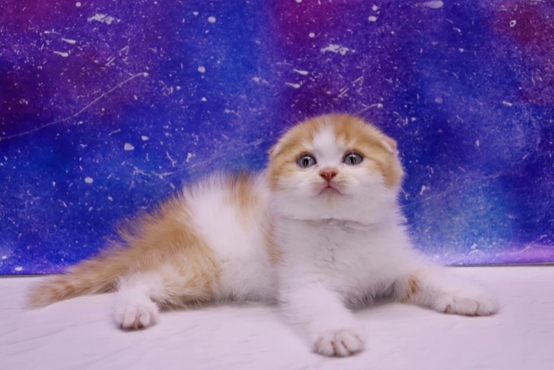 Scottish Fold Kittens All You Need to Know