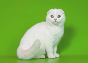 Scottish Fold kittens