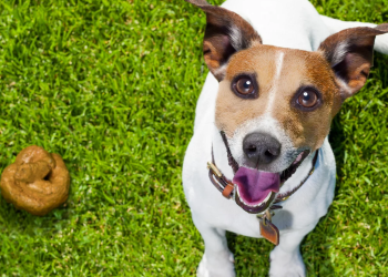 Scoop Patrol Pet Waste Removal